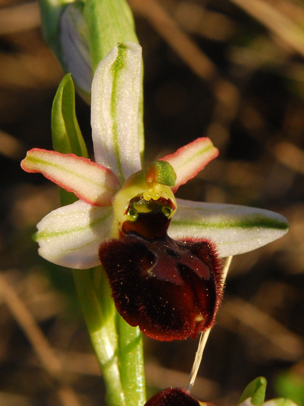 Ophrys Exaltata.... Subsp. Italia